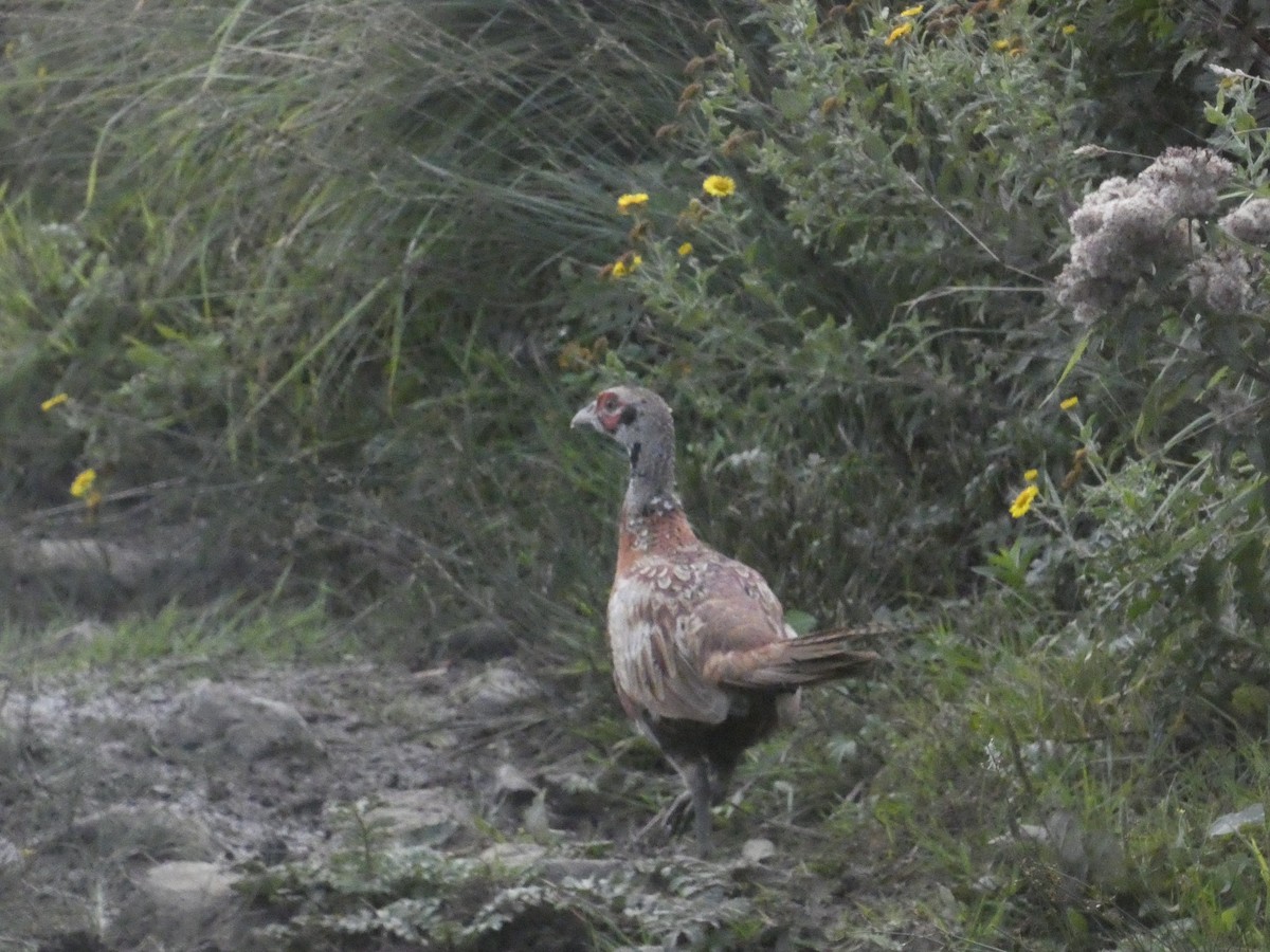 Ring-necked Pheasant - ML646343890
