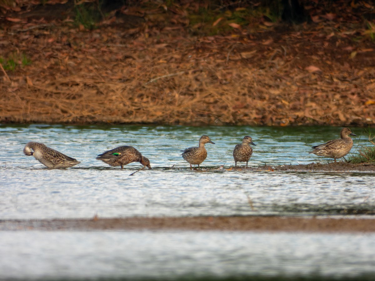 Garganey - ML646343896