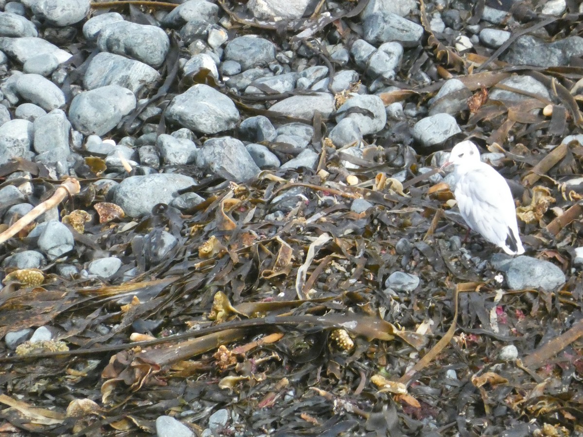 European Herring Gull - ML646343897