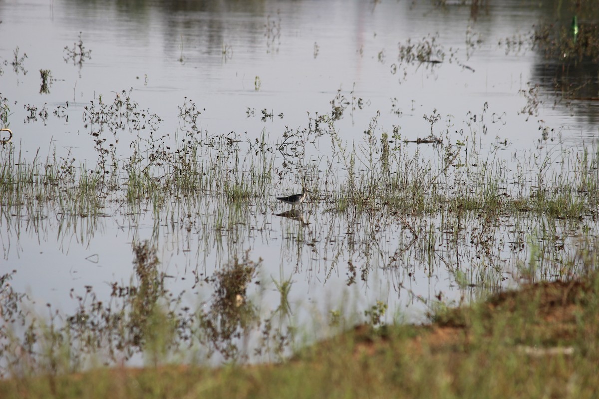 Wood Sandpiper - ML646343898