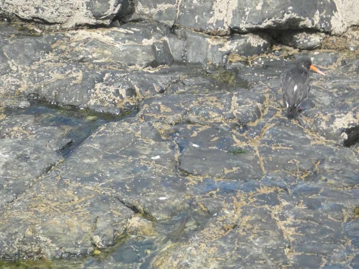 Eurasian Oystercatcher - ML646343899