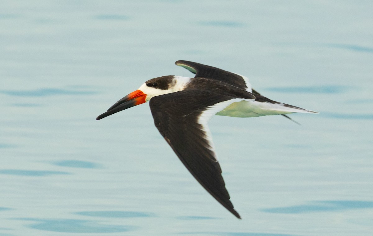 Black Skimmer - ML646343900