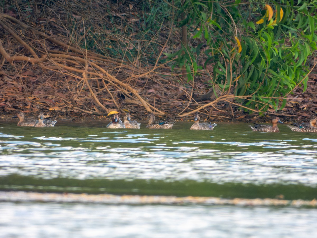 Green-winged Teal - ML646343901