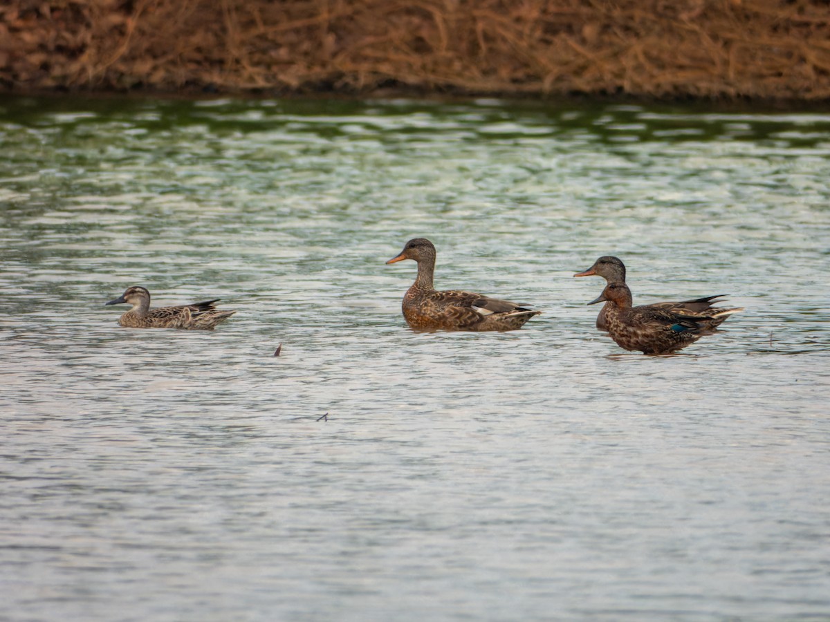 Gadwall - ML646343903