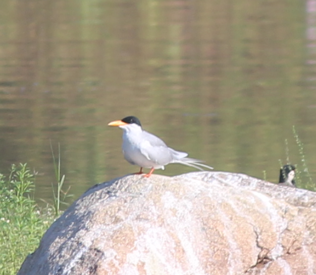 River Tern - ML646343907