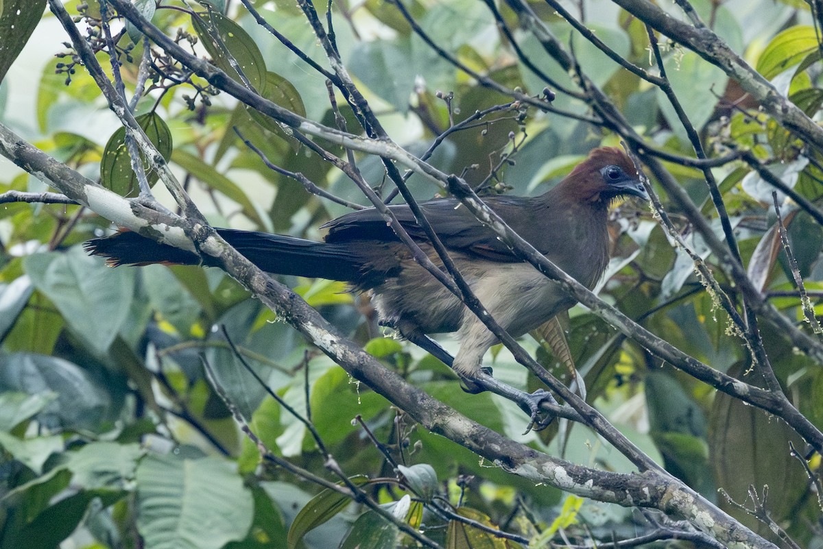 Rufous-headed Chachalaca - ML646343908
