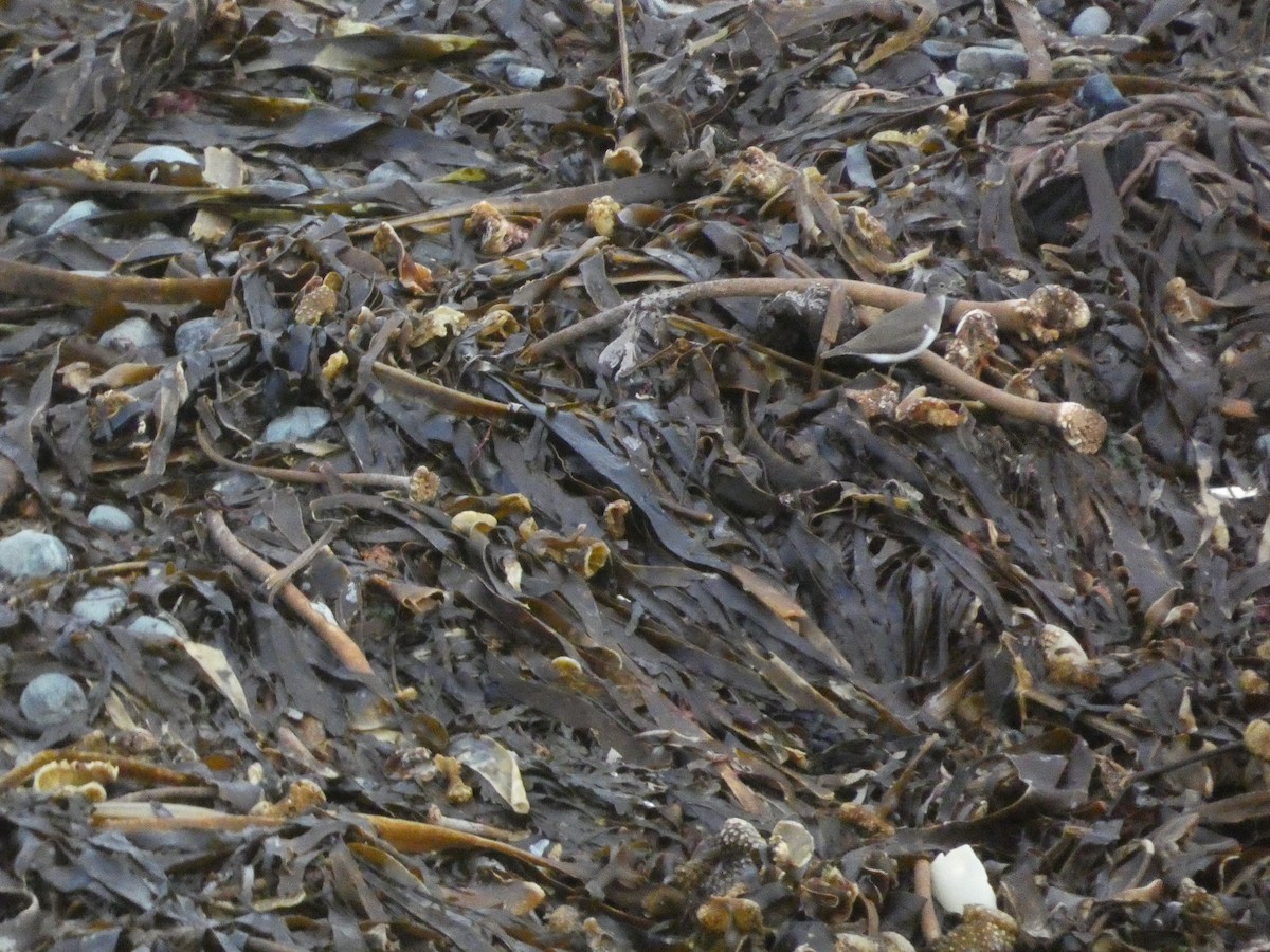 Common Sandpiper - ML646343909