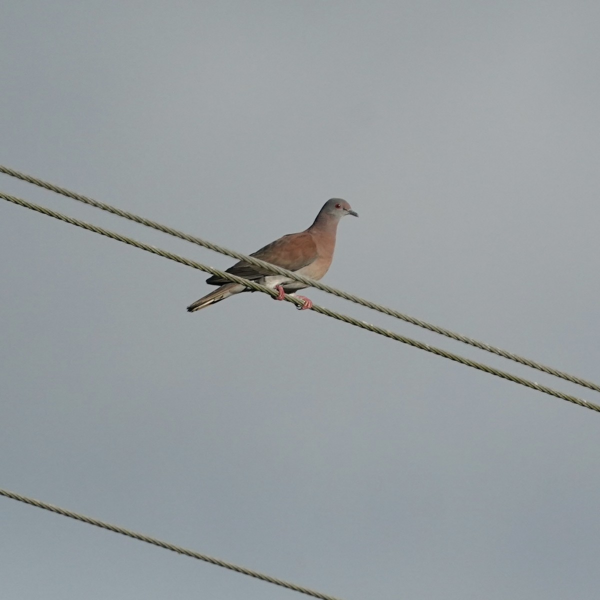 Paloma Colorada - ML646343910