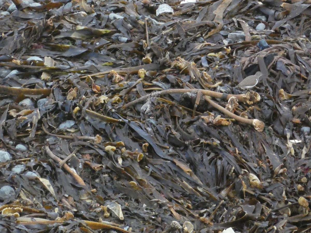 Common Sandpiper - ML646343911