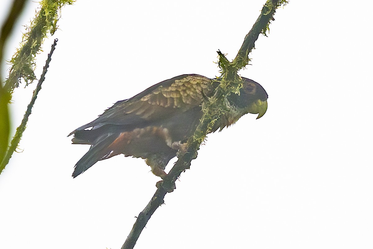 Bronze-winged Parrot - ML646343915