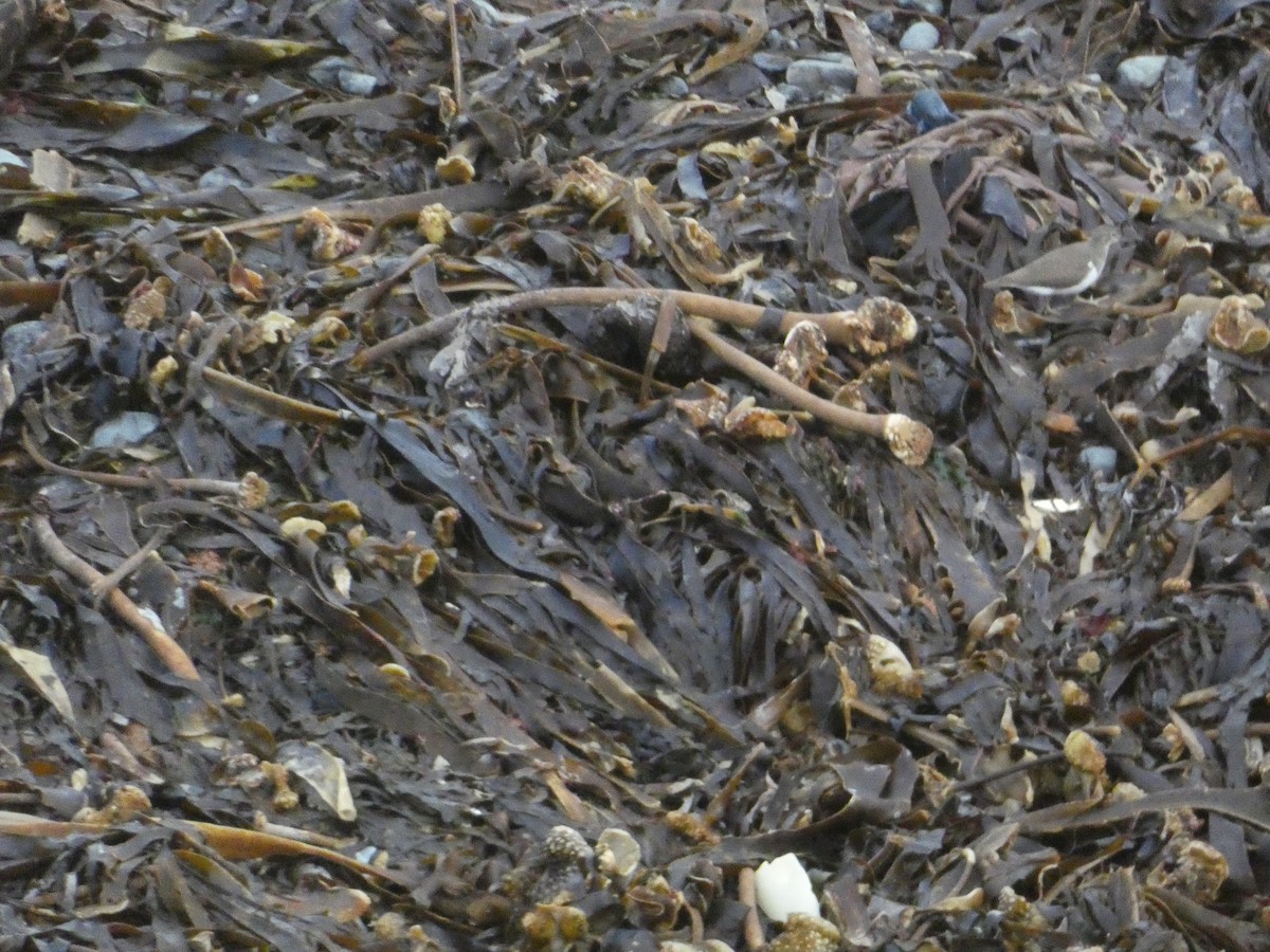 Common Sandpiper - ML646343917