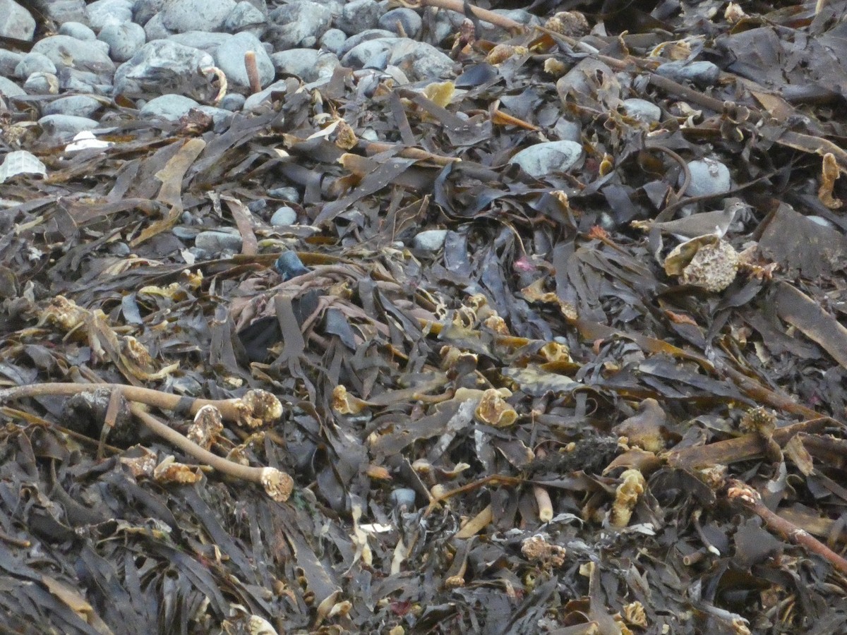 Common Sandpiper - ML646343918