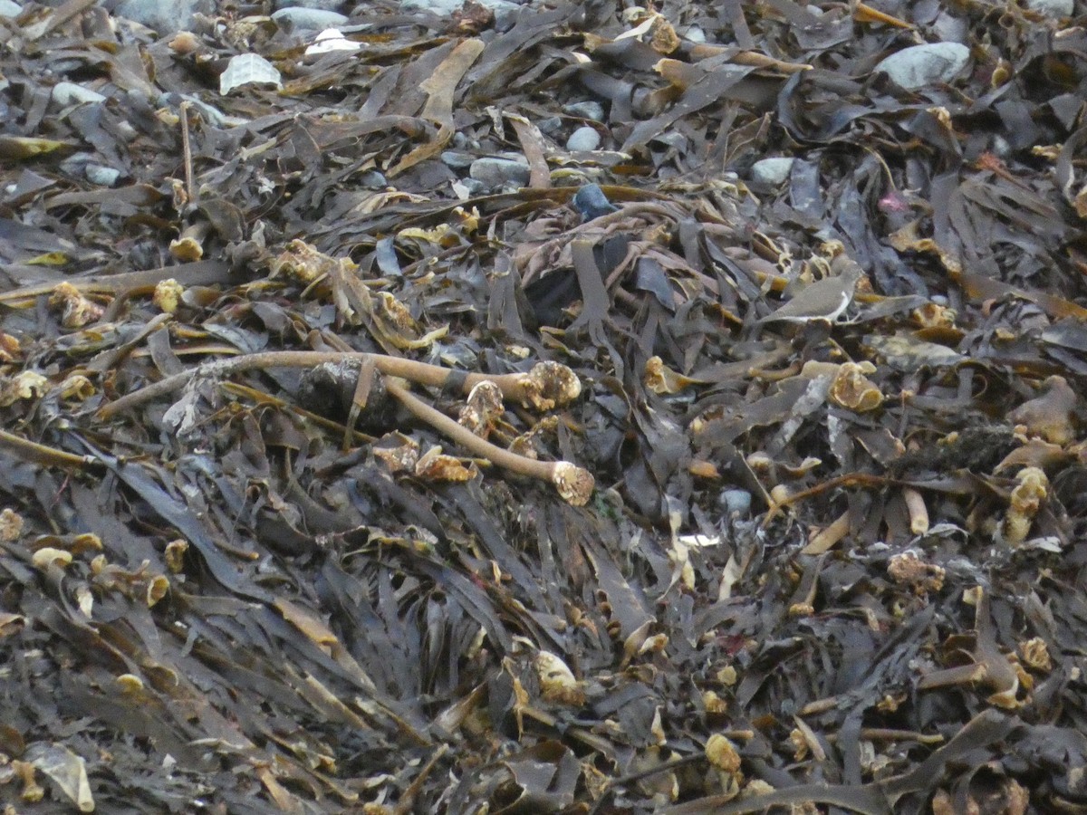 Common Sandpiper - ML646343919