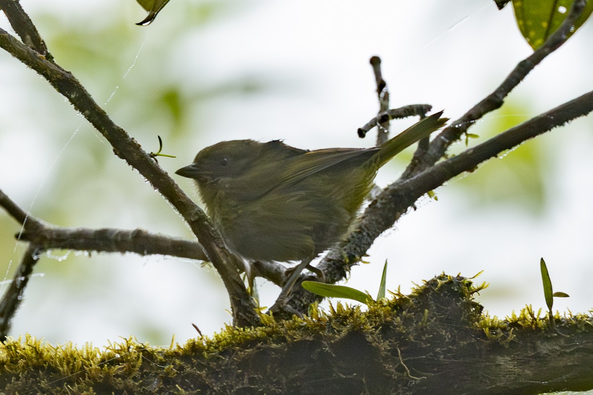 Dusky Chlorospingus - ML646343925