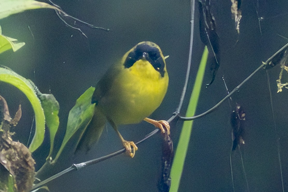 Olive-crowned Yellowthroat - ML646343926