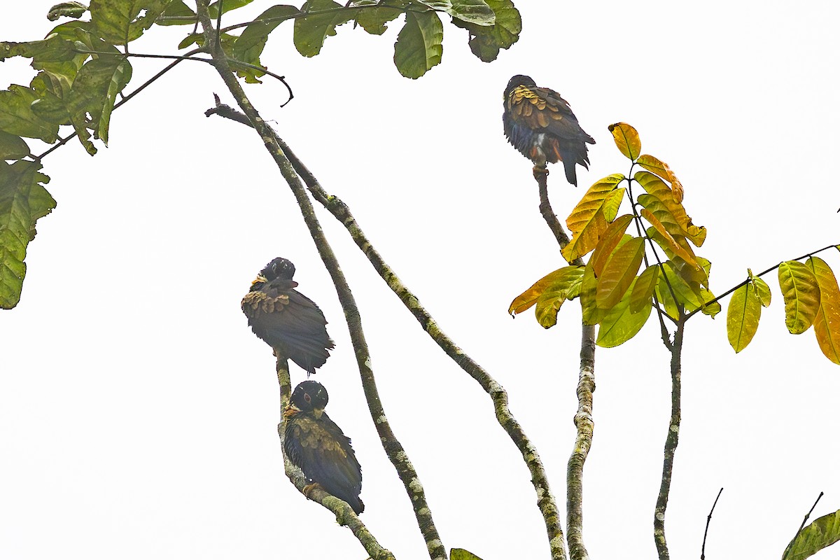 Bronze-winged Parrot - ML646343928