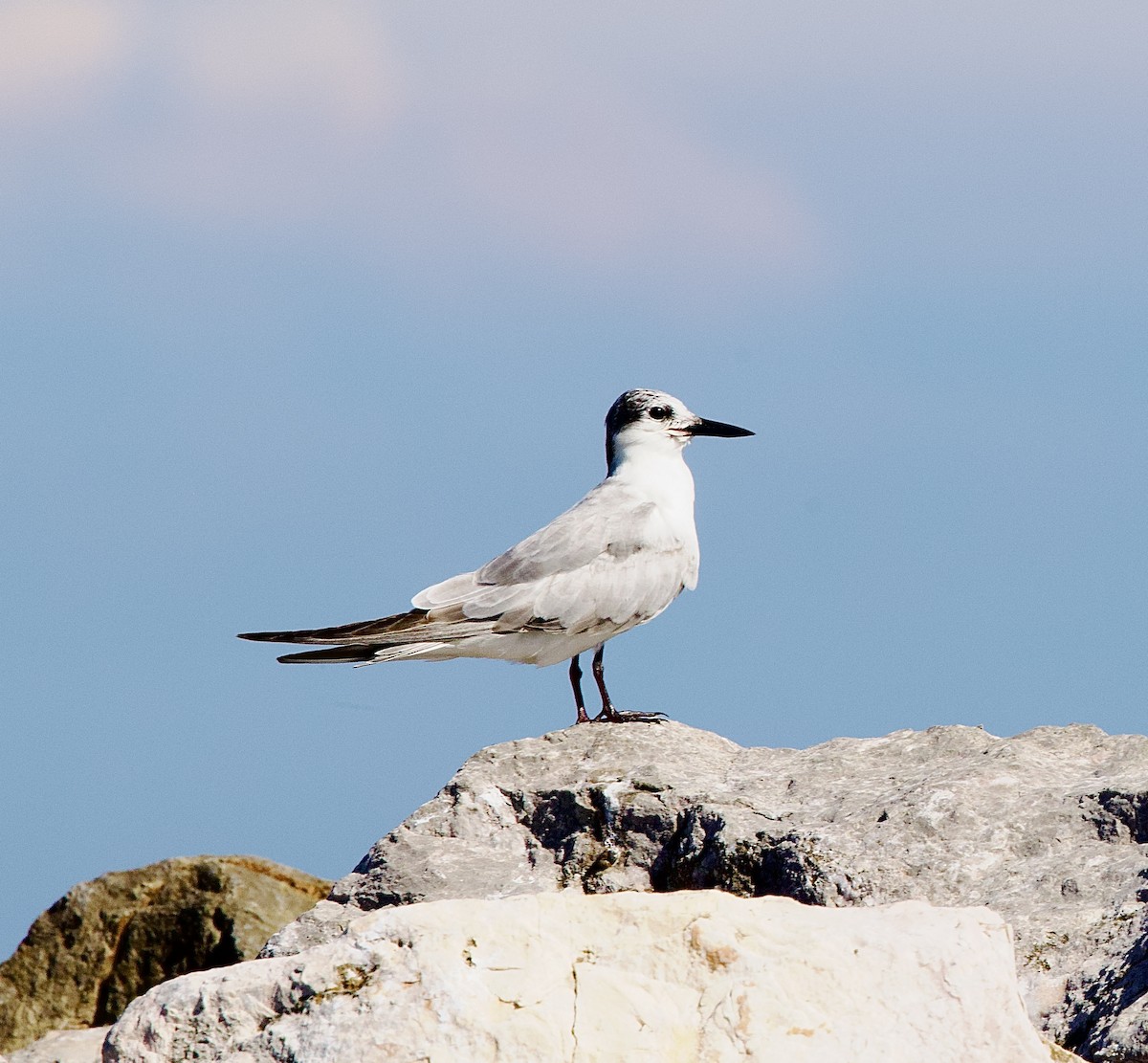 黑腹燕鷗 - ML646343929