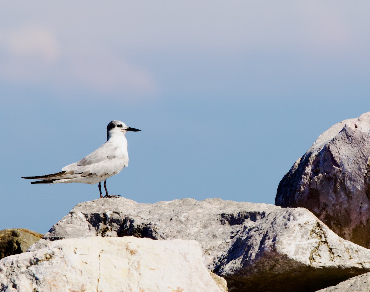 黑腹燕鷗 - ML646343930