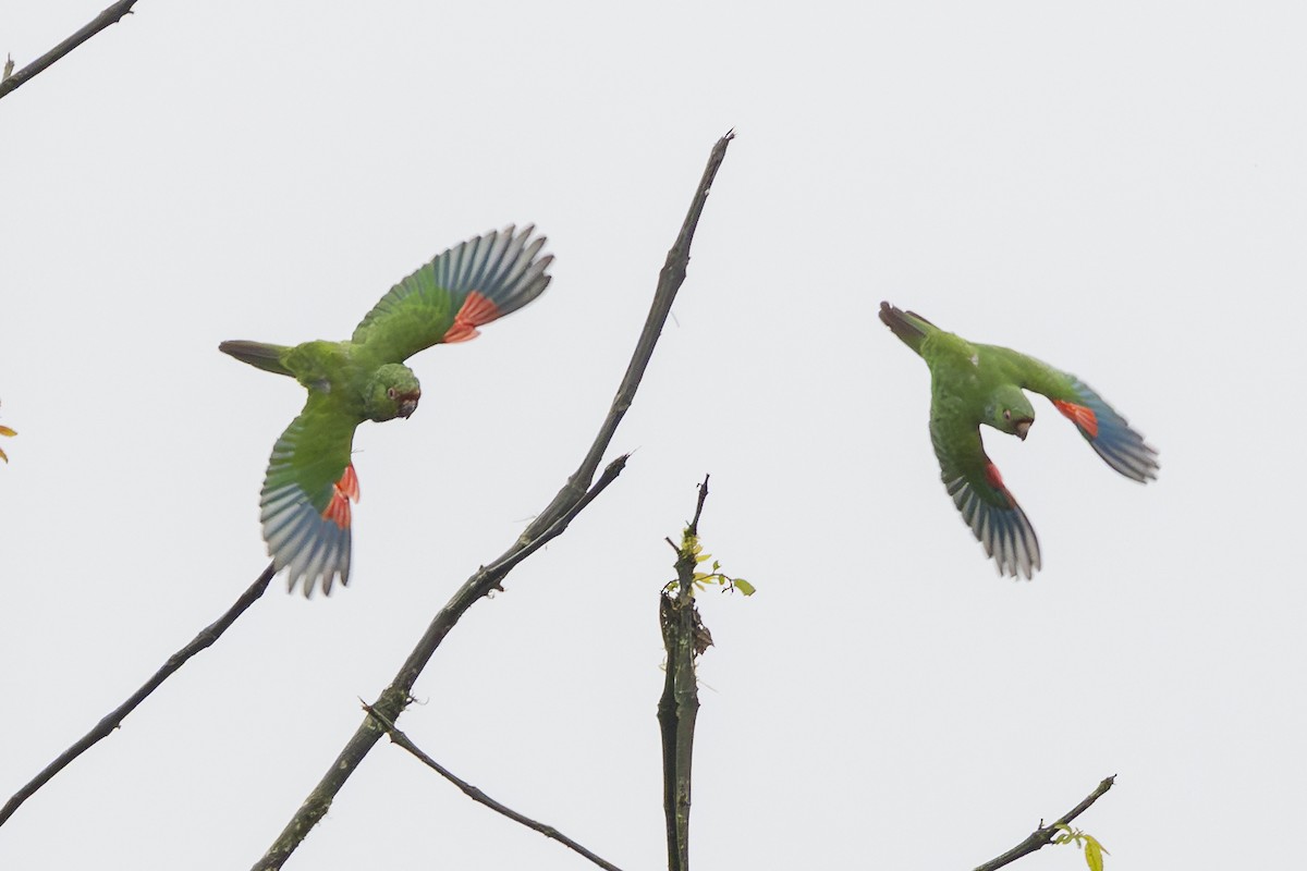 El Oro Parakeet - ML646343931