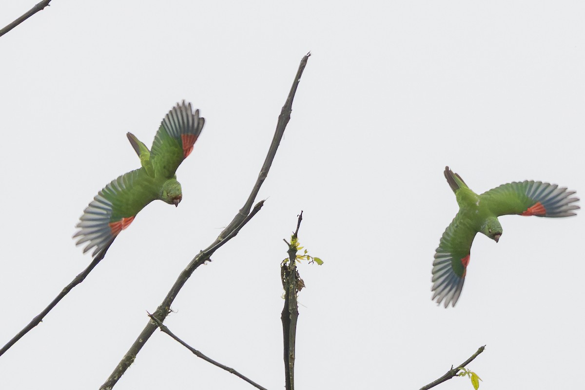 El Oro Parakeet - ML646343932