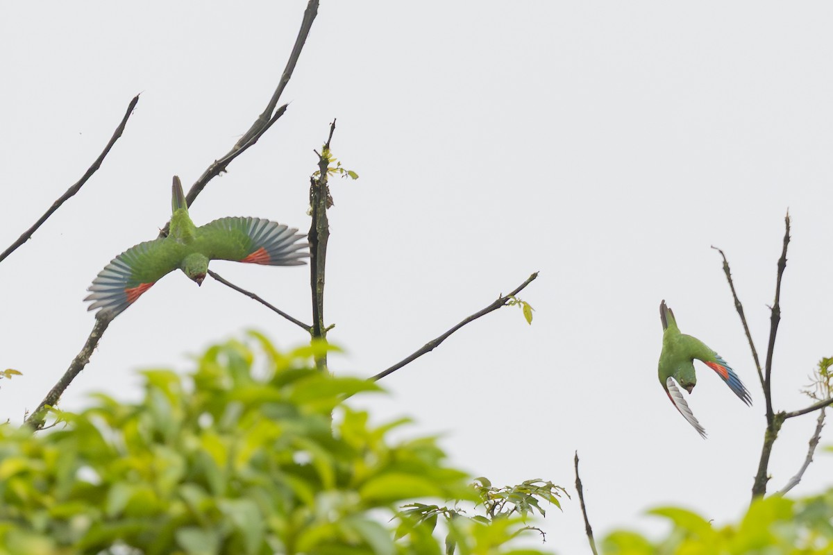El Oro Parakeet - ML646343933