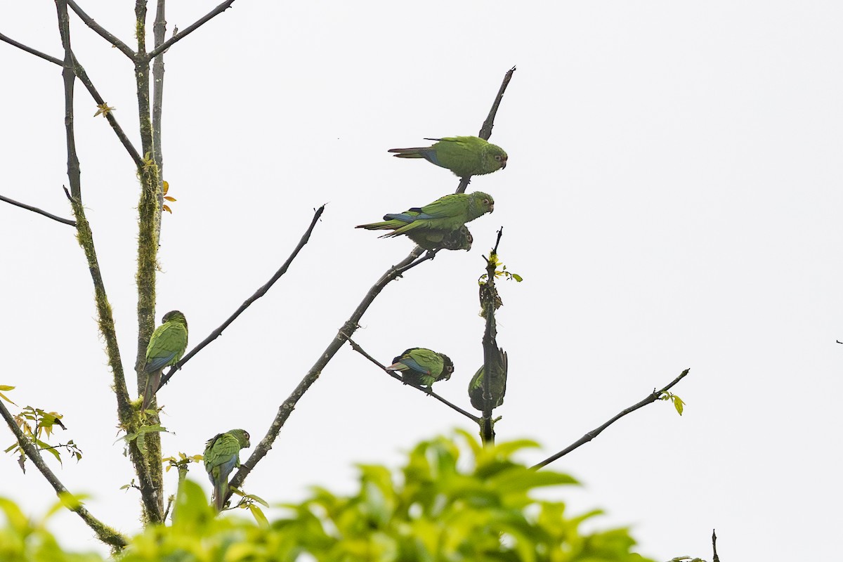 El Oro Parakeet - ML646343934