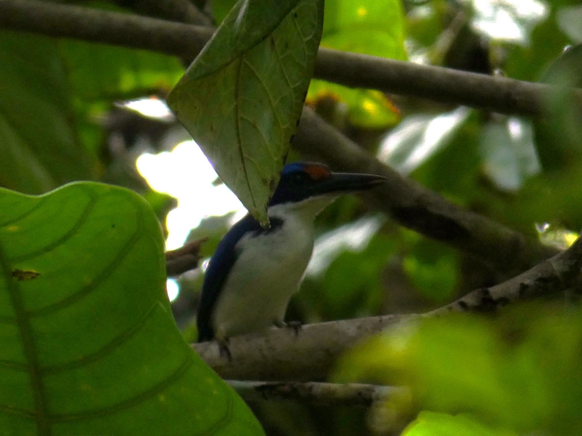 Rufous-lored Kingfisher - ML646343939