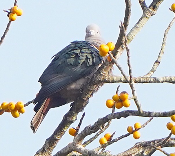 Бронзовый плодовый голубь - ML646343945