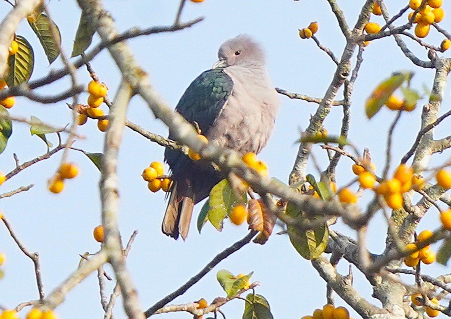 Бронзовый плодовый голубь - ML646343946