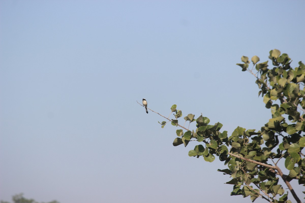 Pie-grièche à bandeau - ML646343950