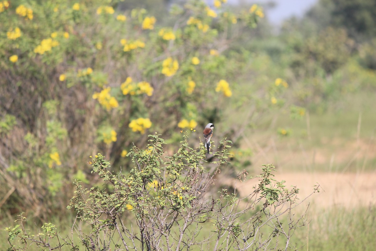 Pie-grièche à bandeau - ML646343951