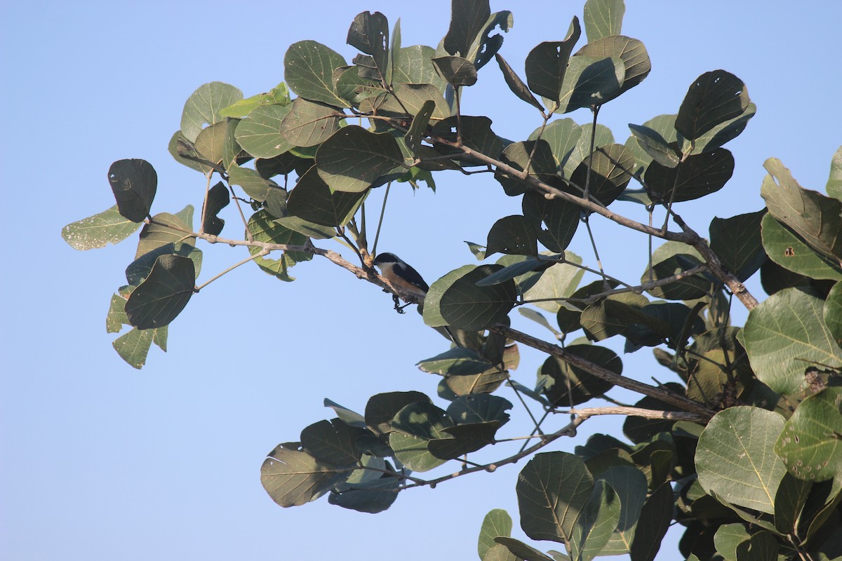 Pie-grièche à bandeau - ML646343952