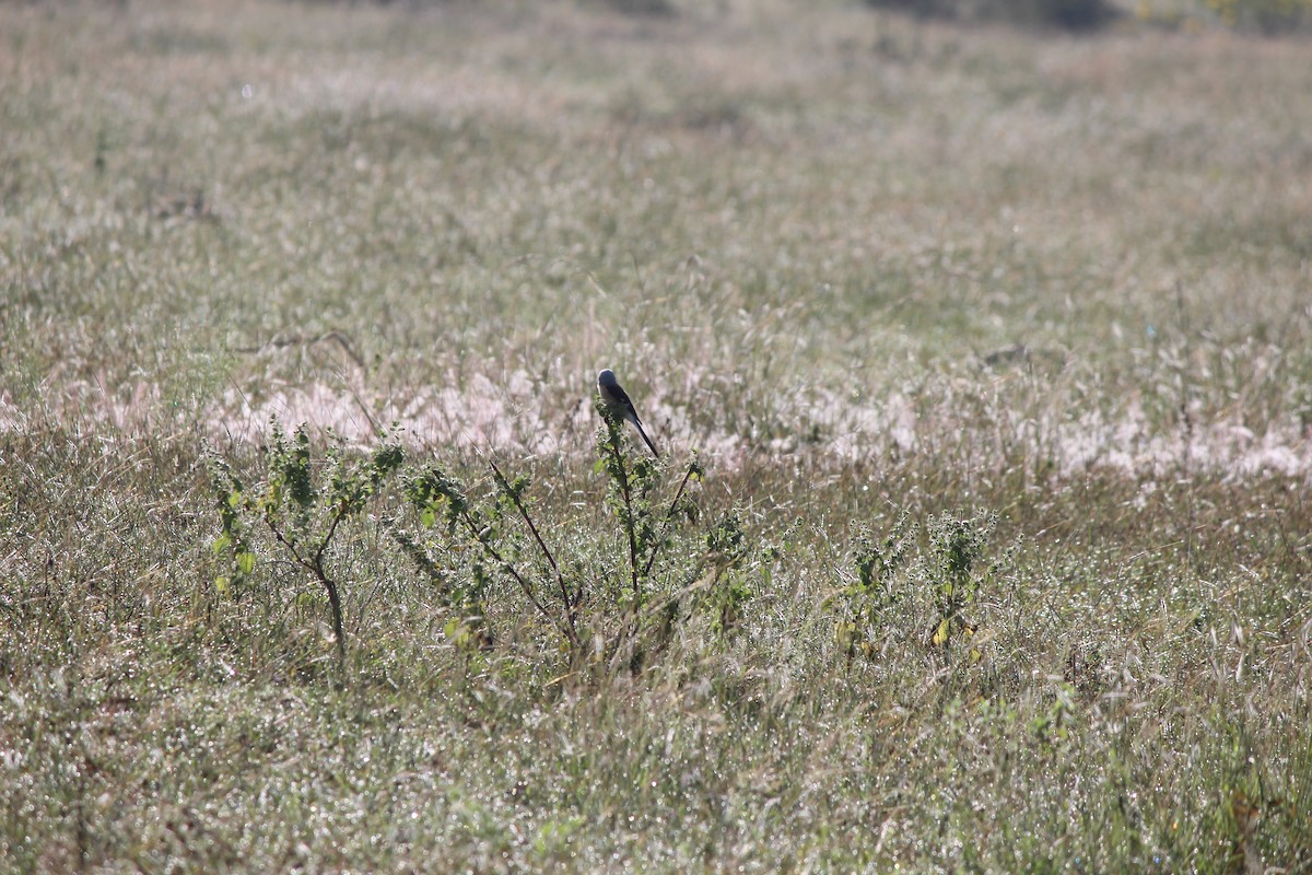 Pie-grièche à bandeau - ML646343953