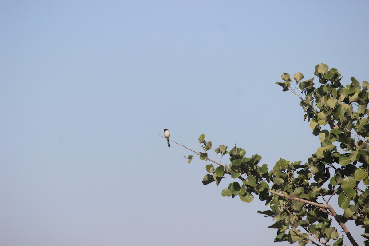 Pie-grièche à bandeau - ML646343954