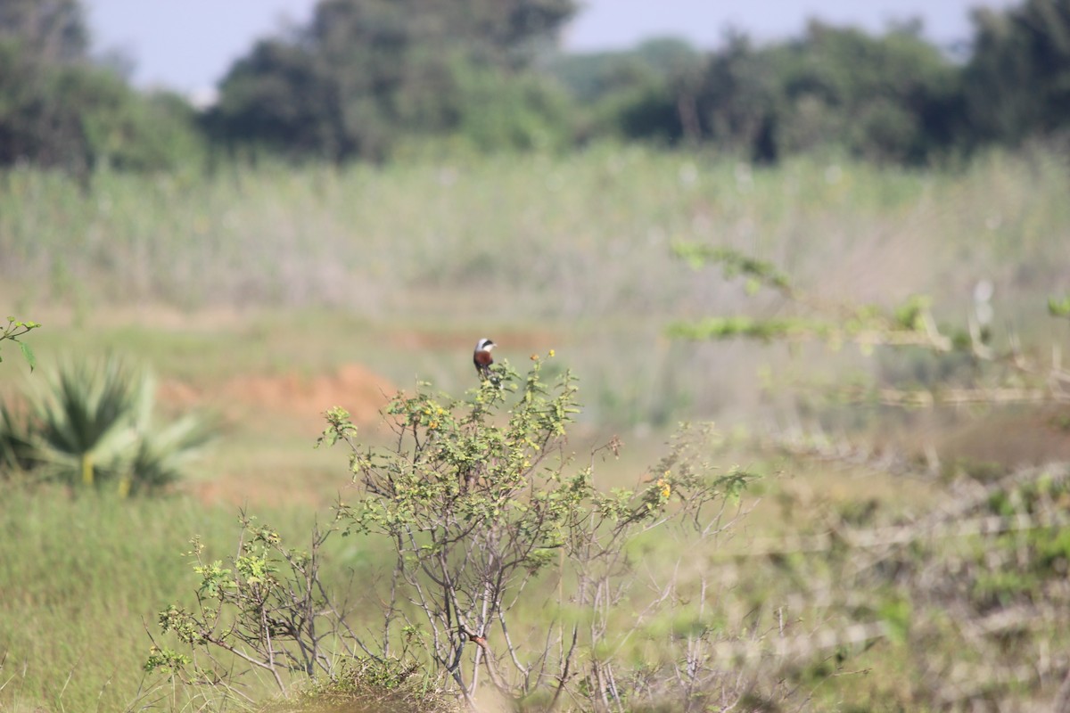 Pie-grièche à bandeau - ML646343955
