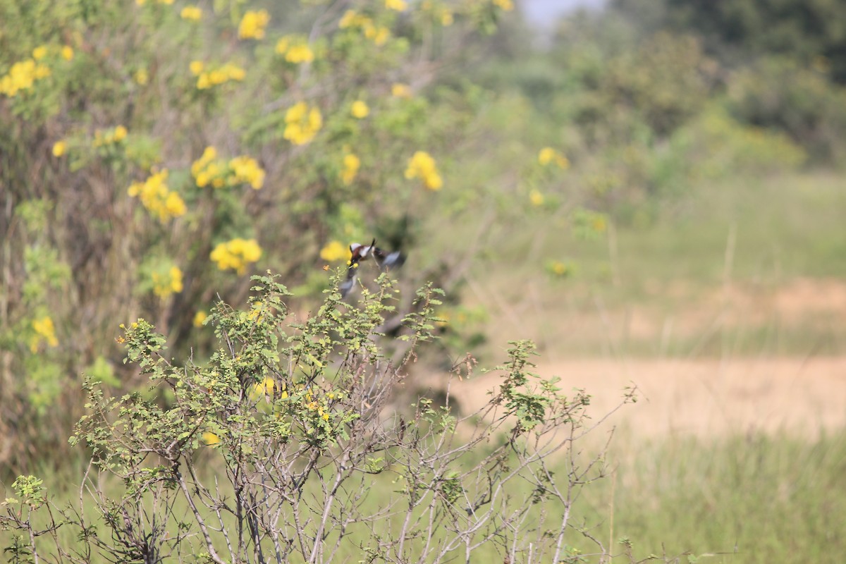 Pie-grièche à bandeau - ML646343956