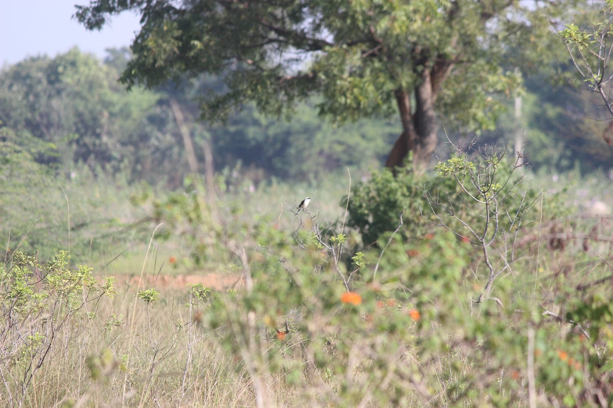 Pie-grièche à bandeau - ML646343957