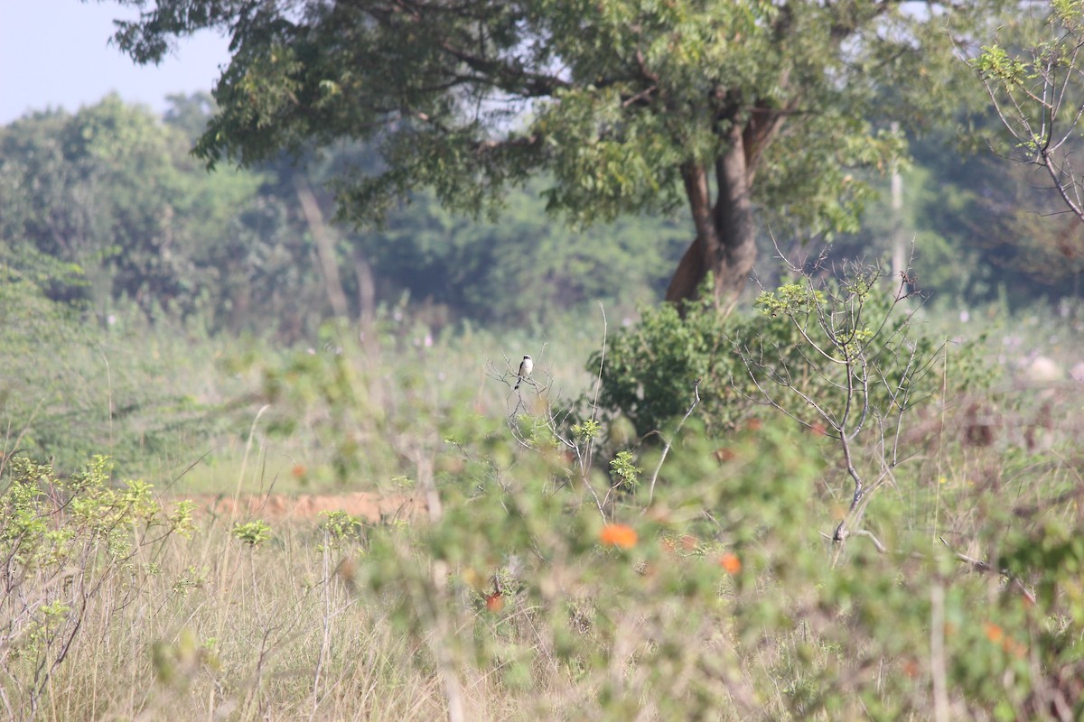 Pie-grièche à bandeau - ML646343958