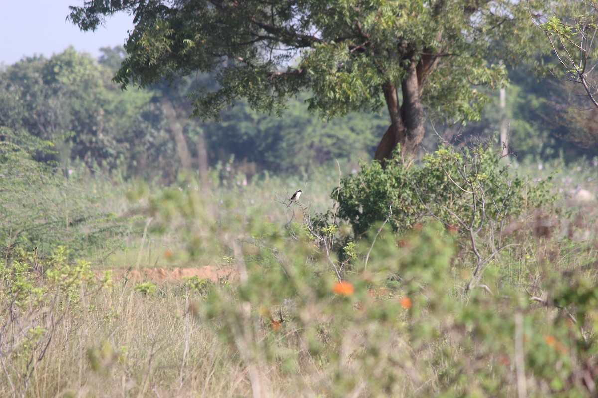 Pie-grièche à bandeau - ML646343959