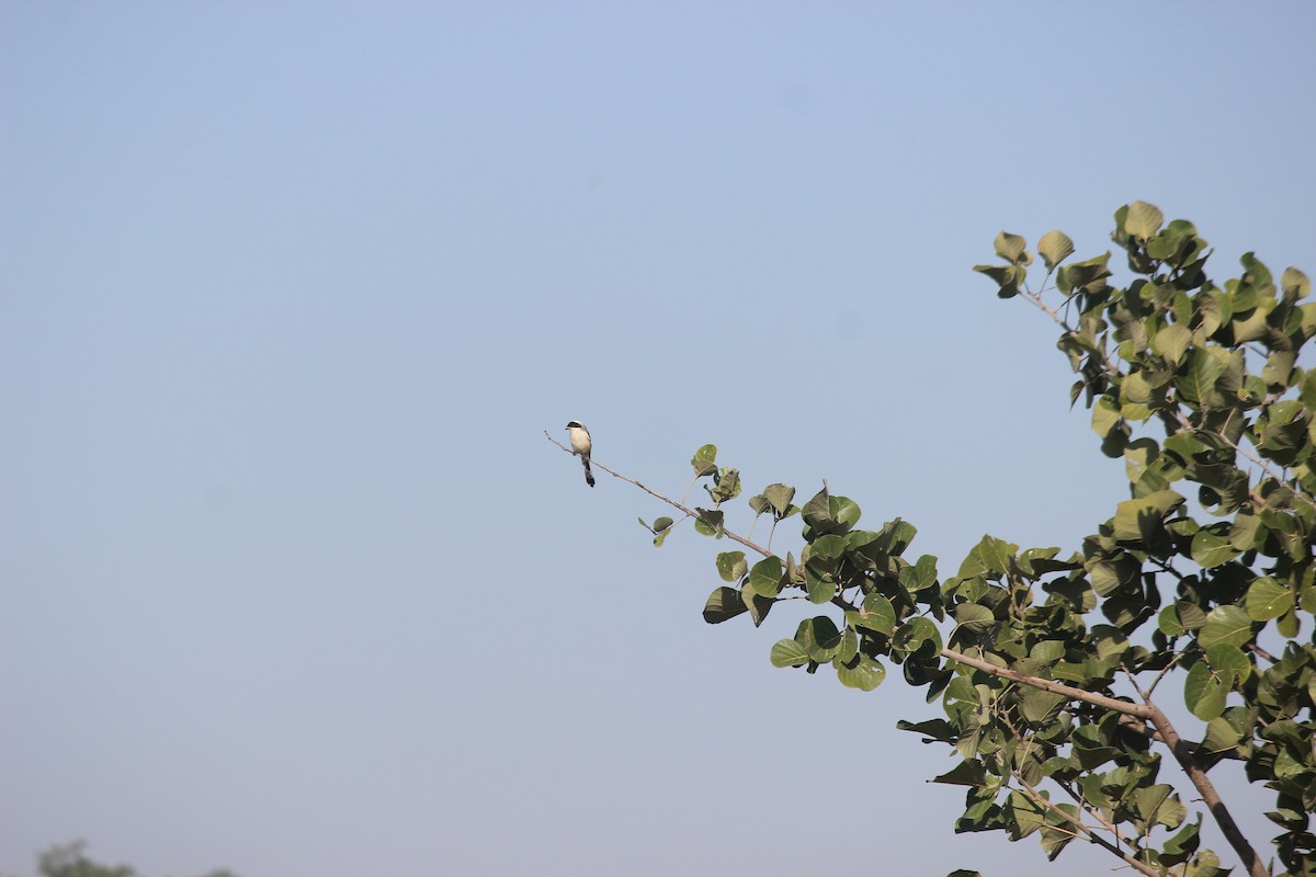 Pie-grièche à bandeau - ML646343960