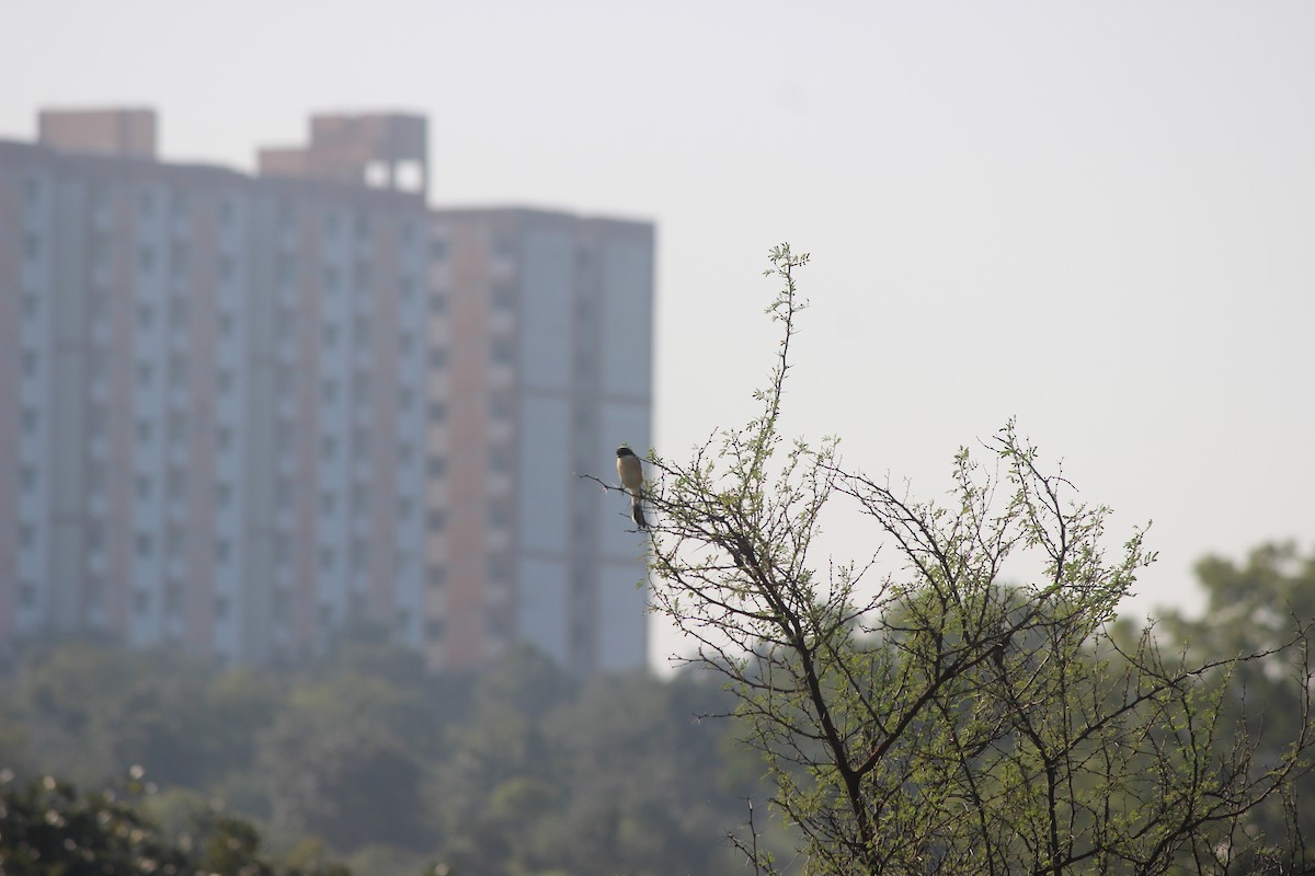 Long-tailed Shrike - ML646343963