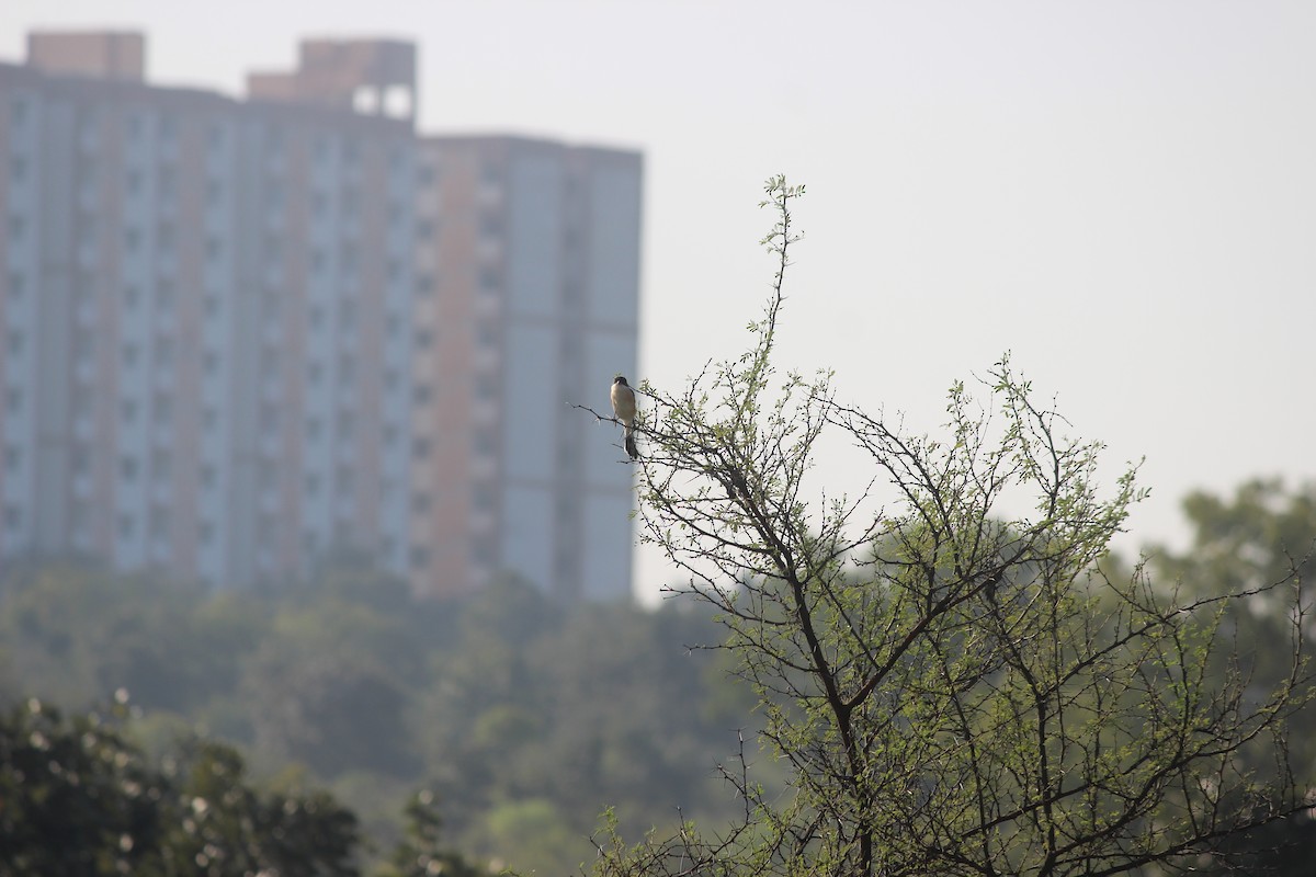 Long-tailed Shrike - ML646343964