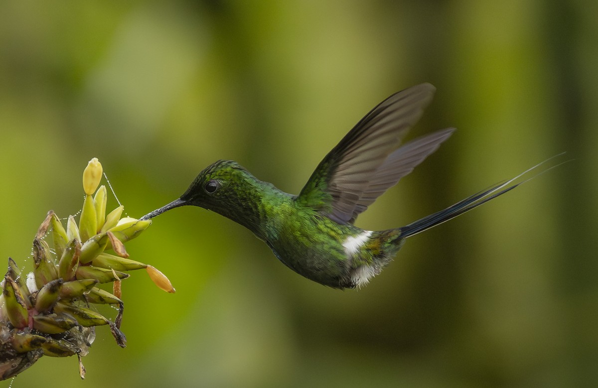 Green Thorntail - ML646343965