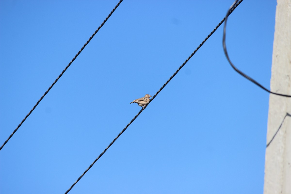 Jerdon's Bushlark - ML646343966