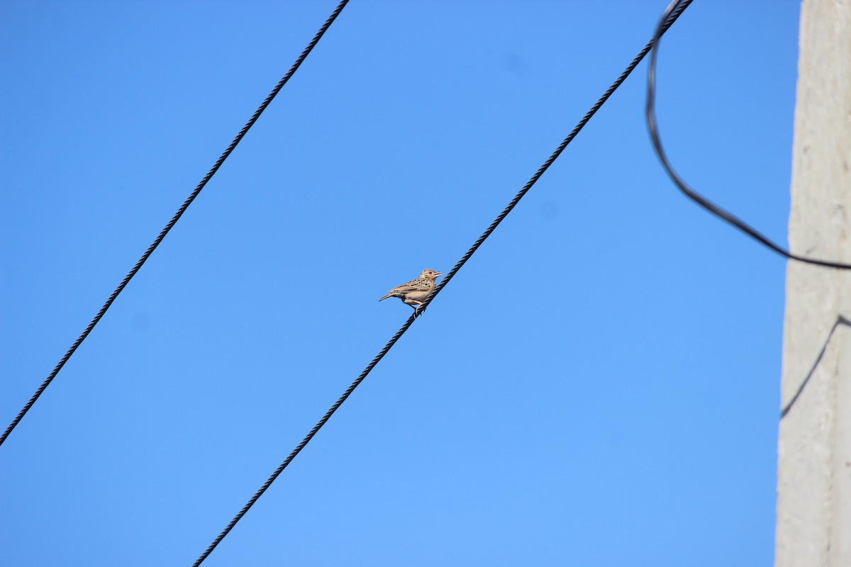 Jerdon's Bushlark - ML646343967