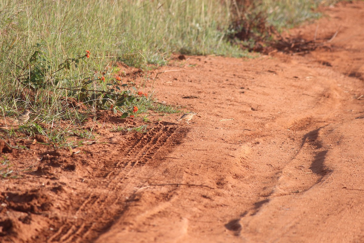 Jerdon's Bushlark - ML646343968