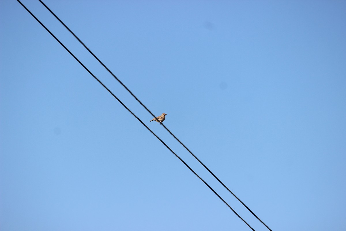 Jerdon's Bushlark - ML646343969