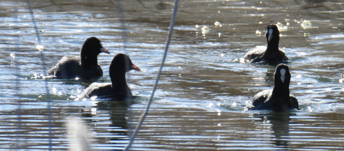 Eurasian Coot - ML646343972