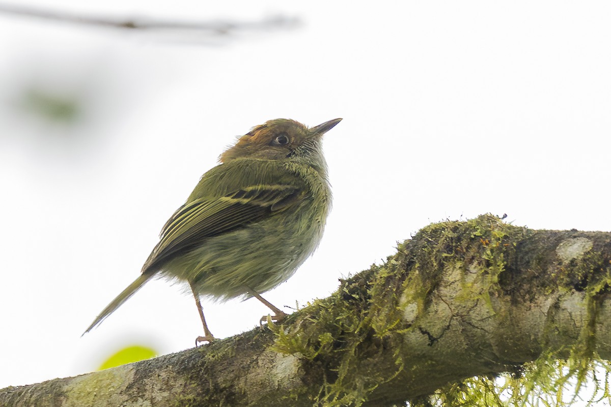 Scale-crested Pygmy-Tyrant - ML646343975