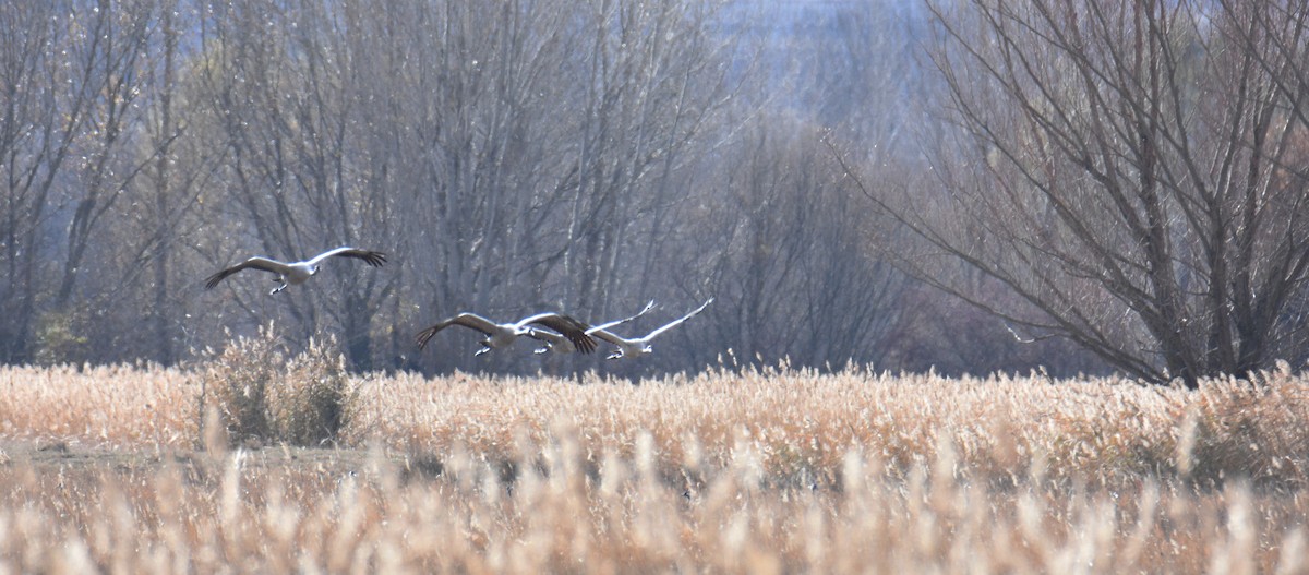 Common Crane - ML646343979